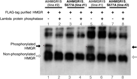 Figure 1. FLAG-tag purified AtHMGR1S is phosphorylated at S577. The same FLAG-purified samples used for the HMGR activity assay were treated with lambda protein phosphatase and then fractionated with Phos-tag SDS-PAGE, followed by western blotting analysis using an anti-HMG1cd antibody. Phosphorylated HMGR has reduced electrophoretic mobility (indicated by black arrow and asterisks) compared to the non-phosphorylated HMGR (indicated by blank arrow) in Phos-tag SDS-PAGE. The phosphatase treatment abolished the band with reduced electrophoretic mobility. Two transgenic lines are shown for each AtHMGR1S and AtHMGR1S_S577A indicated by line number.