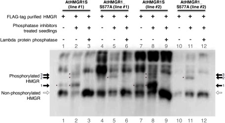 Figure 3. Phosphatase inhibitors treatment induced the phosphorylation of AtHMGR1S at sites other than S577. Transgenic A. thaliana seedlings (14 day old) were treated with phosphatase inhibitors cocktail and incubated for an additional 6 h. The seedlings were then used for FLAG-tag protein purification. FLAG-tag purified proteins were then fractionated with Phos-tag SDS-PAGE, followed by western blotting analysis using an anti-HMG1cd antibody. The phosphorylated HMGR has slower electrophoretic mobility (indicated by black arrow and asterisks) compared to the non-phosphorylated HMGR (indicated by blank arrow) in Phos-tag SDS-PAGE. There are three additional bands from AtHMGR1S (black arrow-1, 2, 3) and one additional band from AtHMGR1S_S577A FLAG-tag purified proteins (black arrow-2) from the seedlings treated with phosphatase inhibitors. The lambda phosphatase treatment abolished the additional bands of the FLAG-purified proteins. The Phos-tag SDS-PAGE of samples in lanes 1, 2, 10, and 11 was repeated without the addition of lambda phosphatase buffer to get sharper separation of protein bands and shown in Supplementary Figure S2.