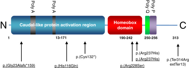 FIGURE 1