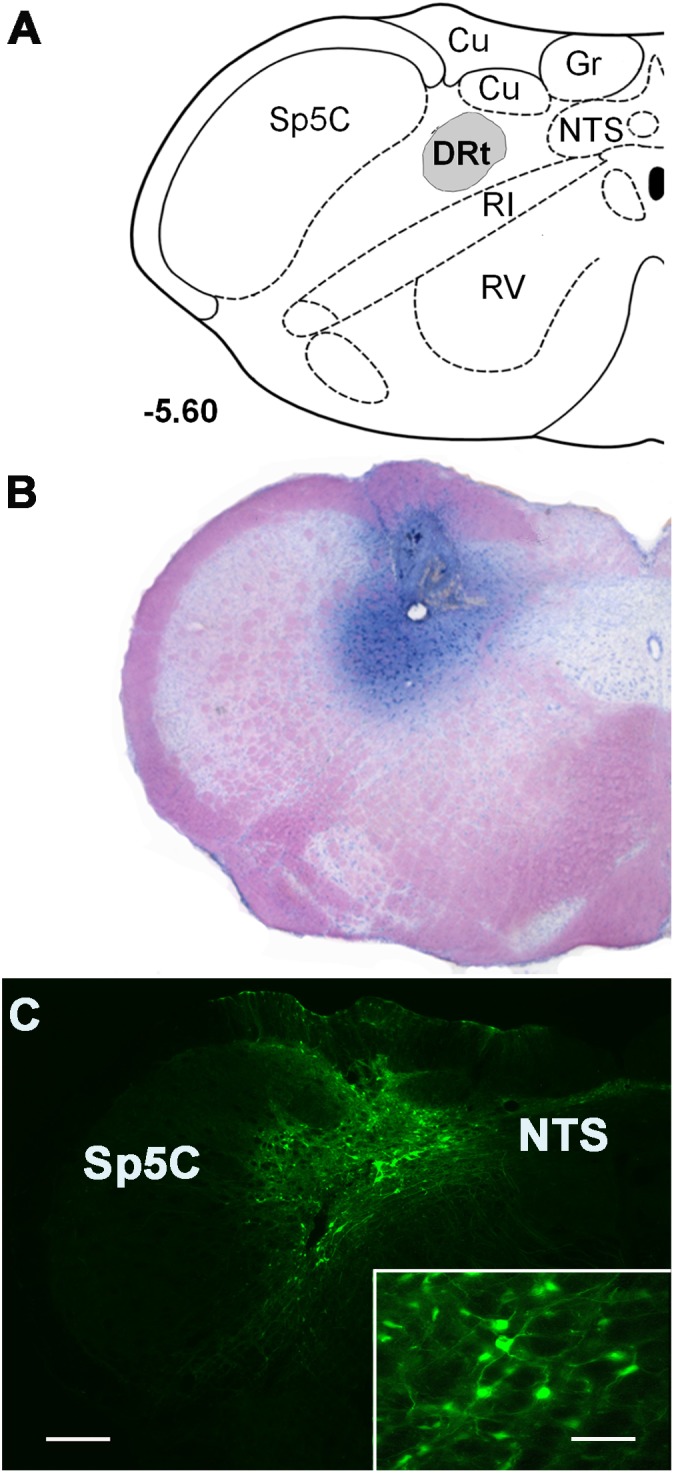 FIGURE 1