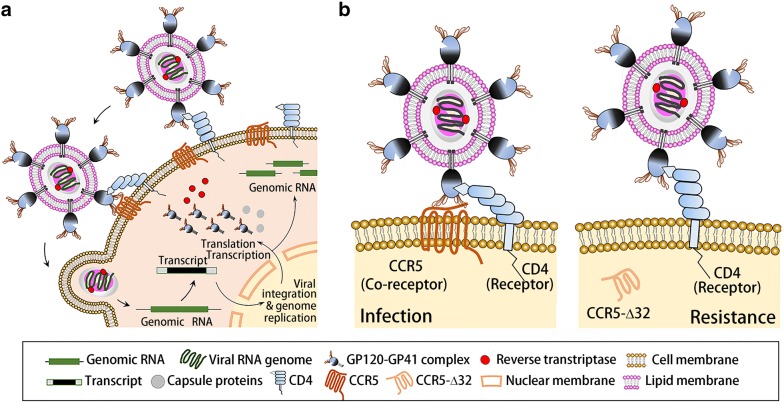 CCR5-Δ32 biology, gene editing, and warnings for the future of CRISPR ...