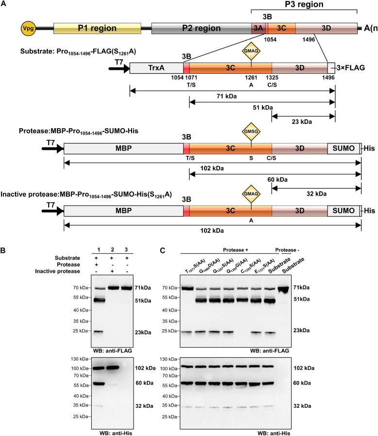 FIGURE 3