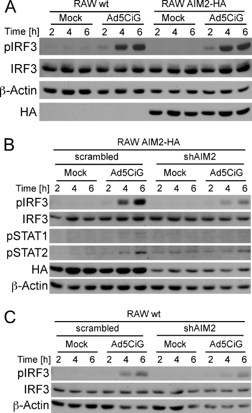 Fig 6