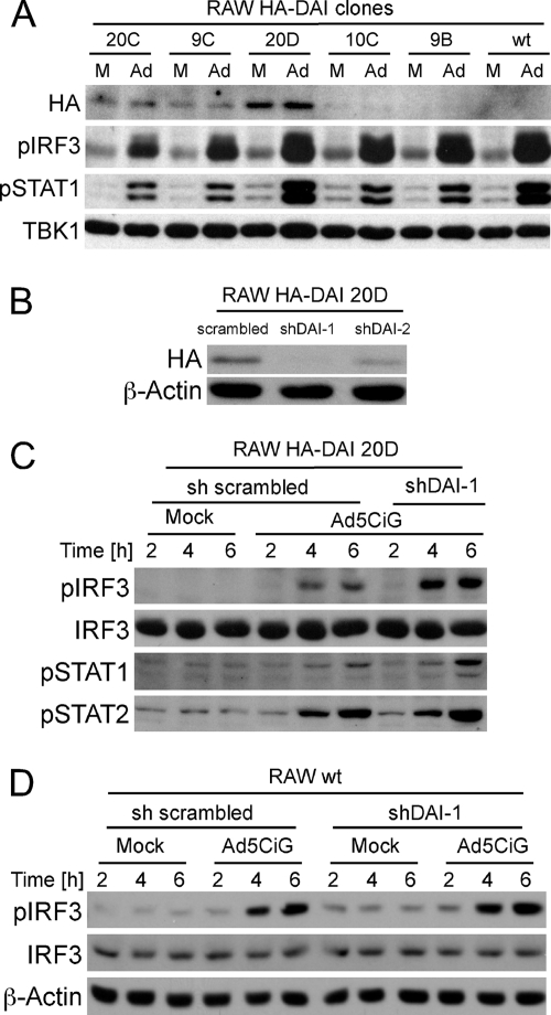 Fig 5