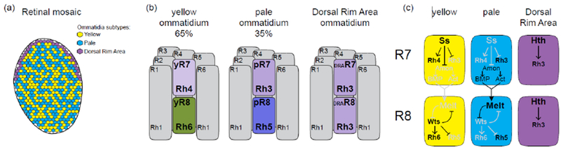 Figure 1: