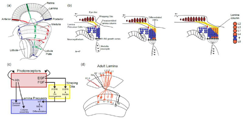 Figure 2: