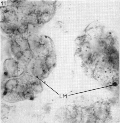 Fig. 11