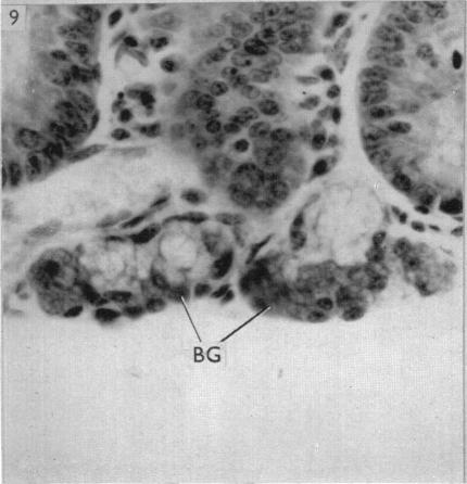 Fig. 9