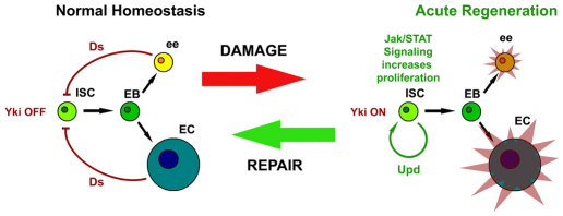 Fig. 7.