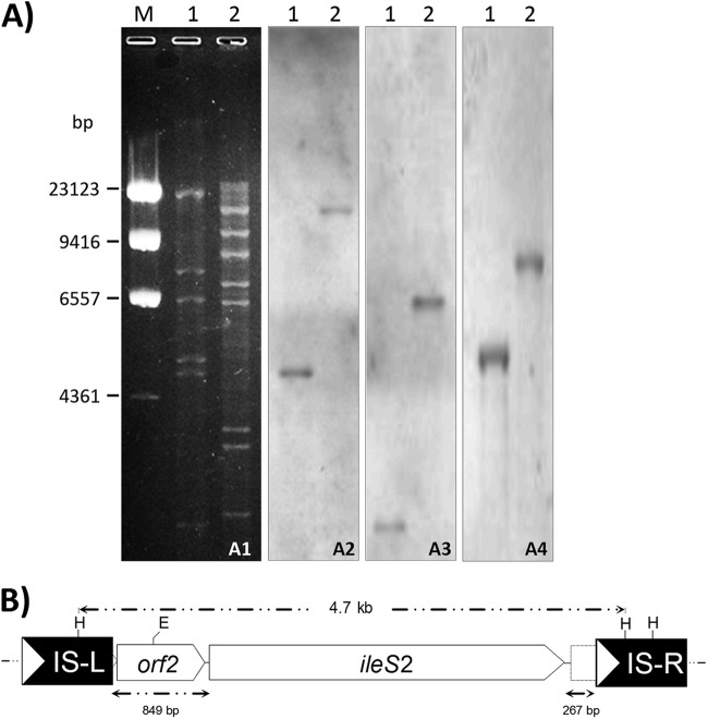 Fig 1