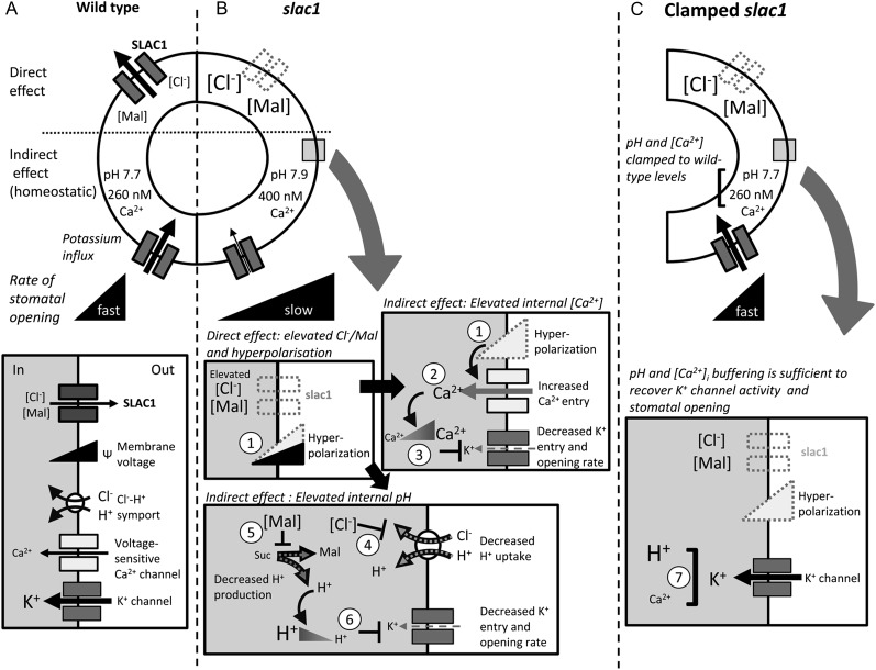 Figure 7.