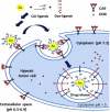 Figure 5