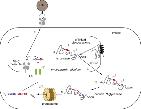 Fig. P1.