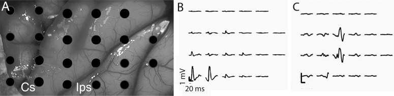 Fig. 7.