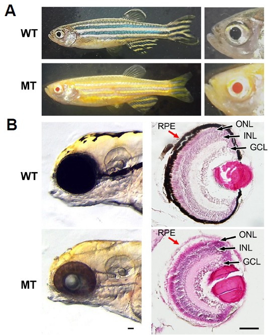 Fig. 5