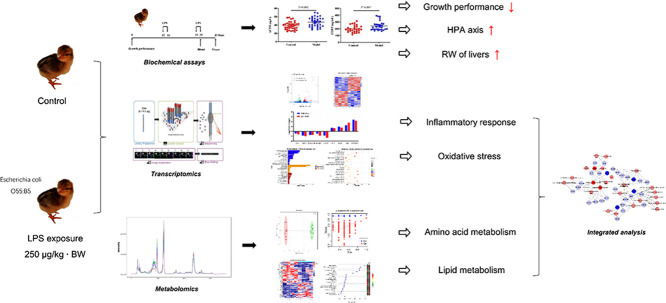 Image, graphical abstract