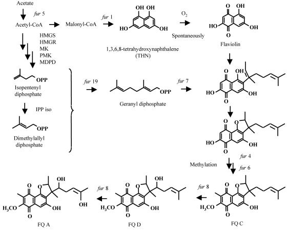 FIG. 6.