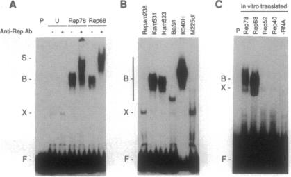 graphic file with name pnas01135-0084-a.jpg