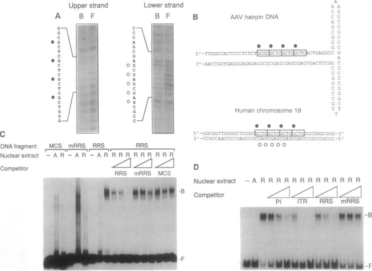 graphic file with name pnas01135-0085-a.jpg