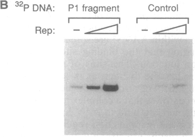 graphic file with name pnas01135-0086-a.jpg