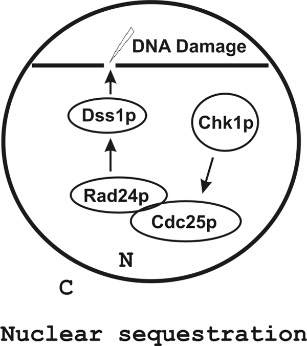 FIGURE 7.