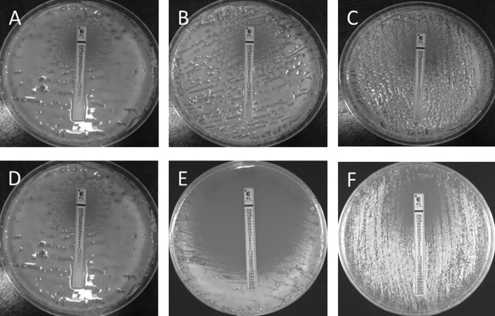 FIG 1