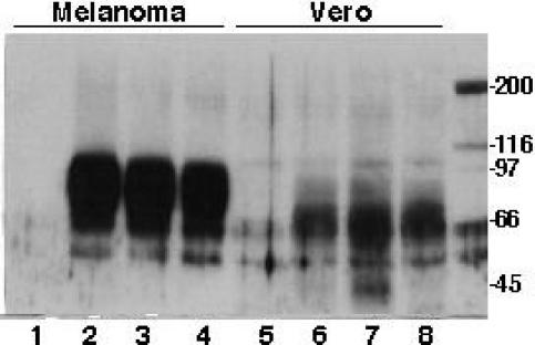 FIG. 5.