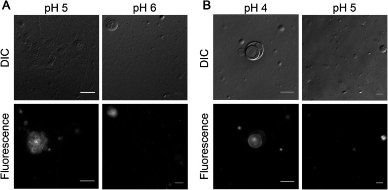 Fig. 6