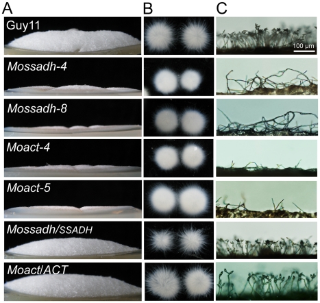 Figure 12