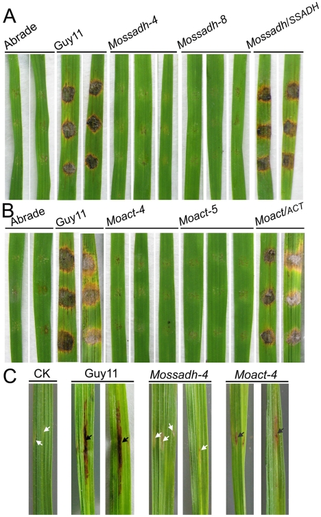 Figure 10