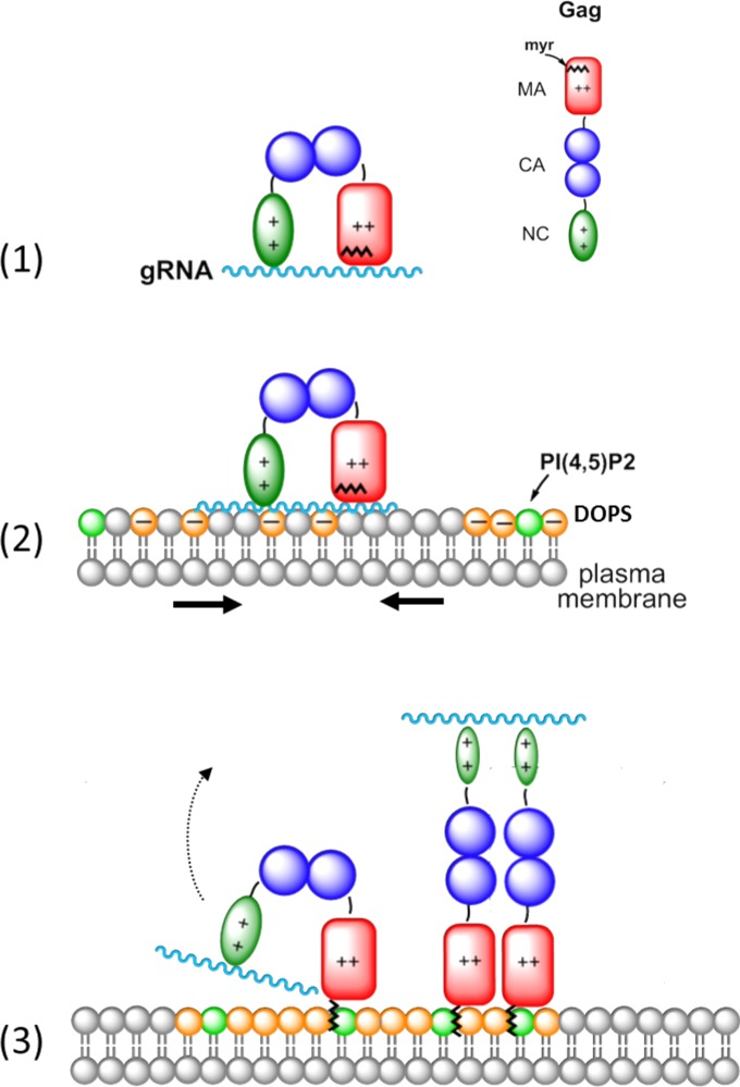 FIG 5