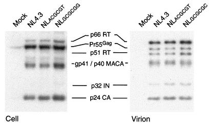 FIG. 5.