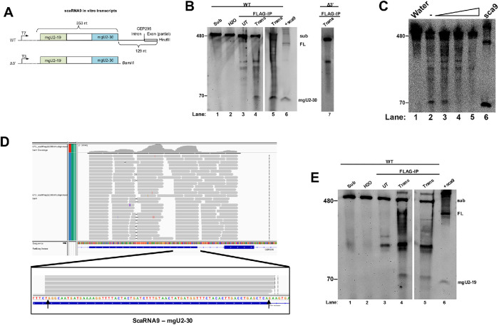 FIGURE 4: