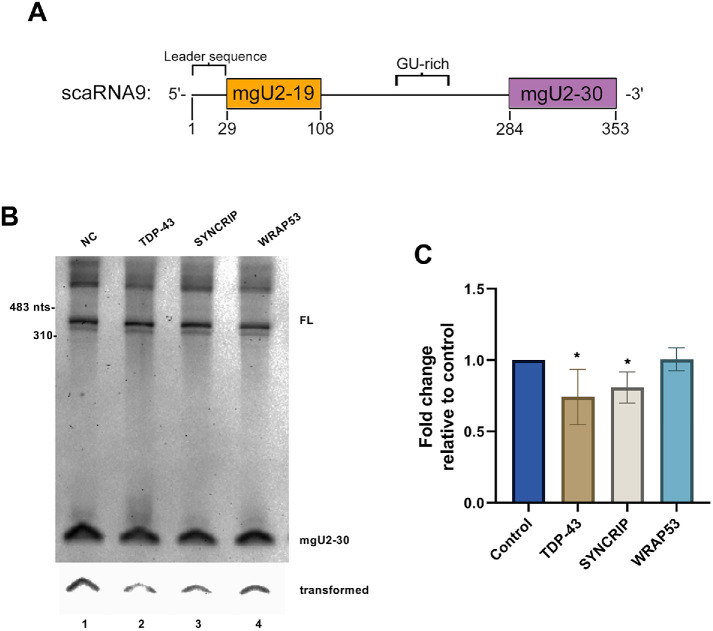 FIGURE 3: