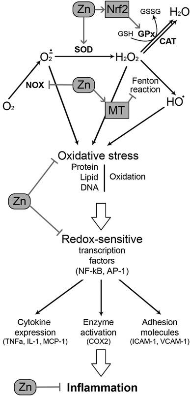 Fig. 1