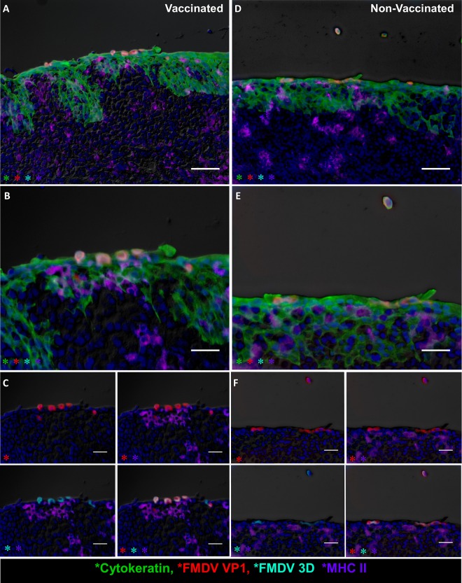 FIG 10