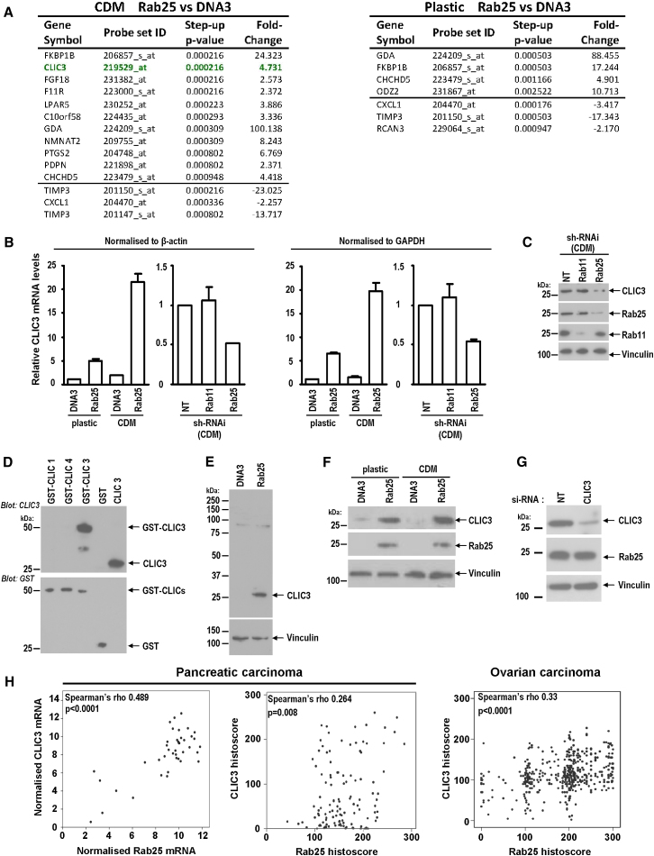 Rab25 and CLIC3 Collaborate to Promote Integrin Recycling from Late ...