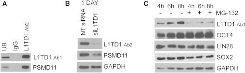 Figure 3