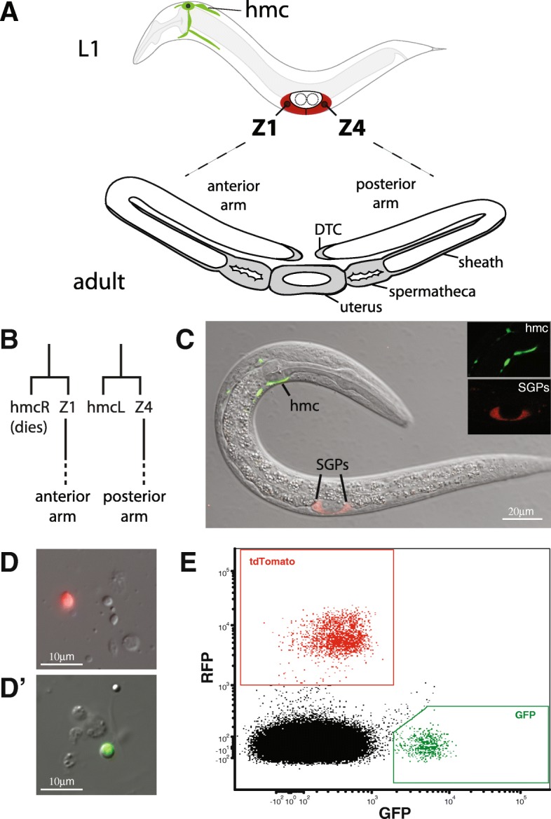 Fig. 1