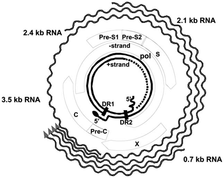 Fig. (1).