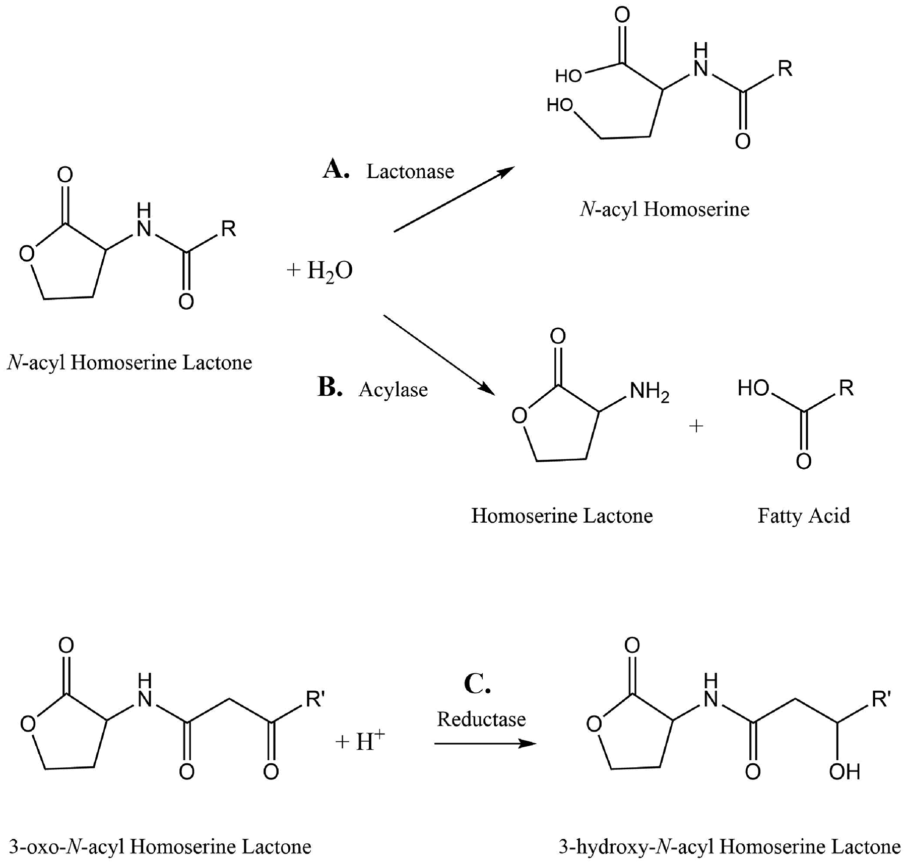 Fig 3.