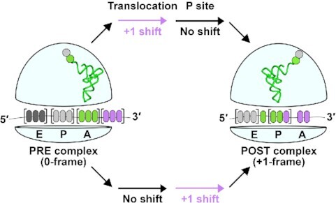 Graphical Abstract