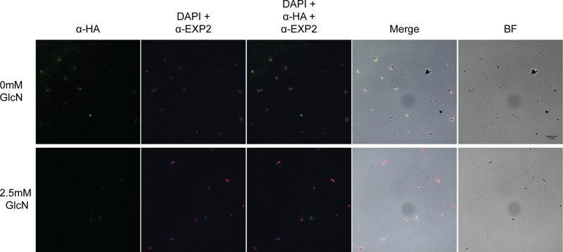 Figure 3—figure supplement 1.