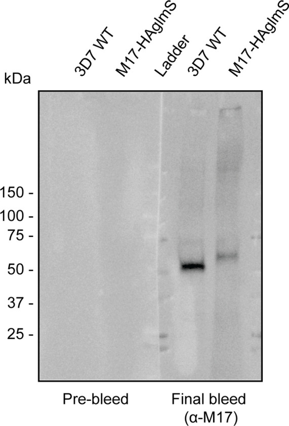 Figure 1—figure supplement 1.