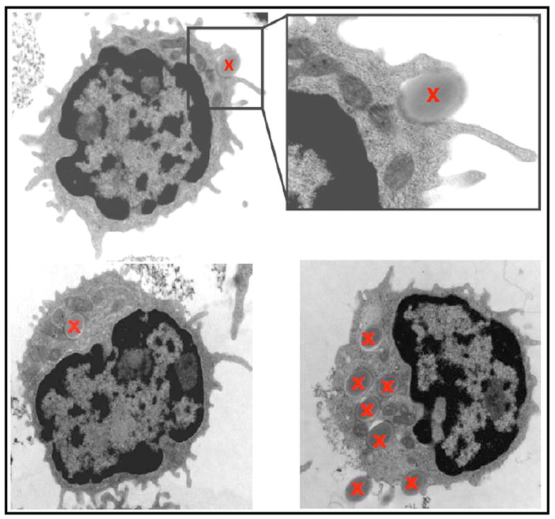 Fig. (2)