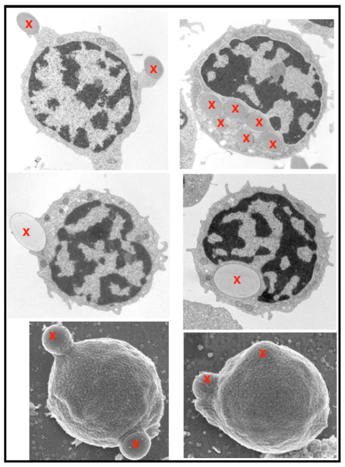 Fig. (1)