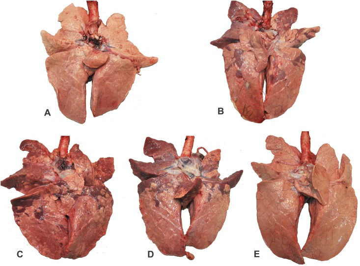 Fig 4