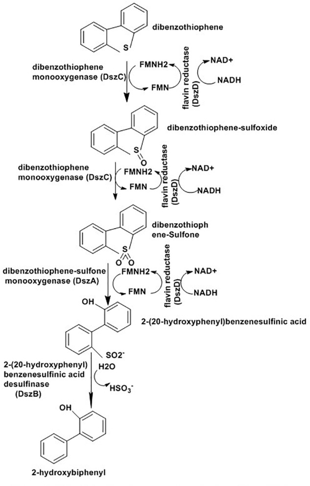 FIGURE 11