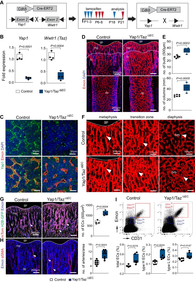 Figure 2—figure supplement 1.