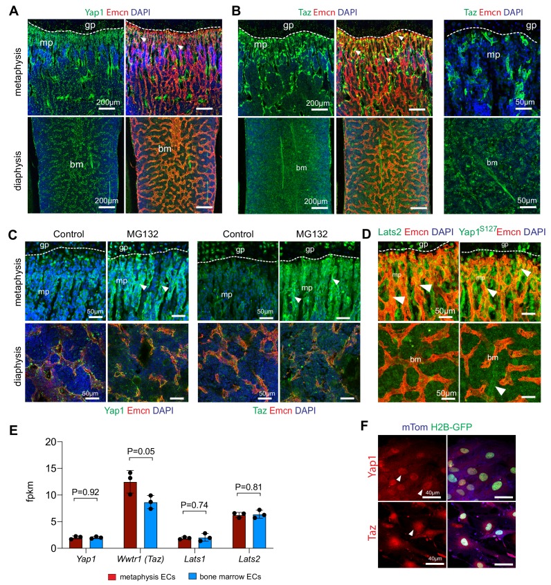 Figure 1—figure supplement 3.